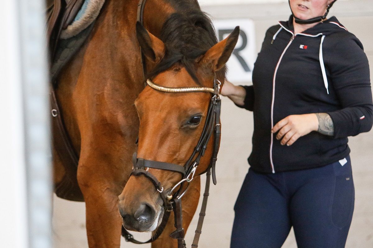 hest / trener / trening / Norges Rytterforbund