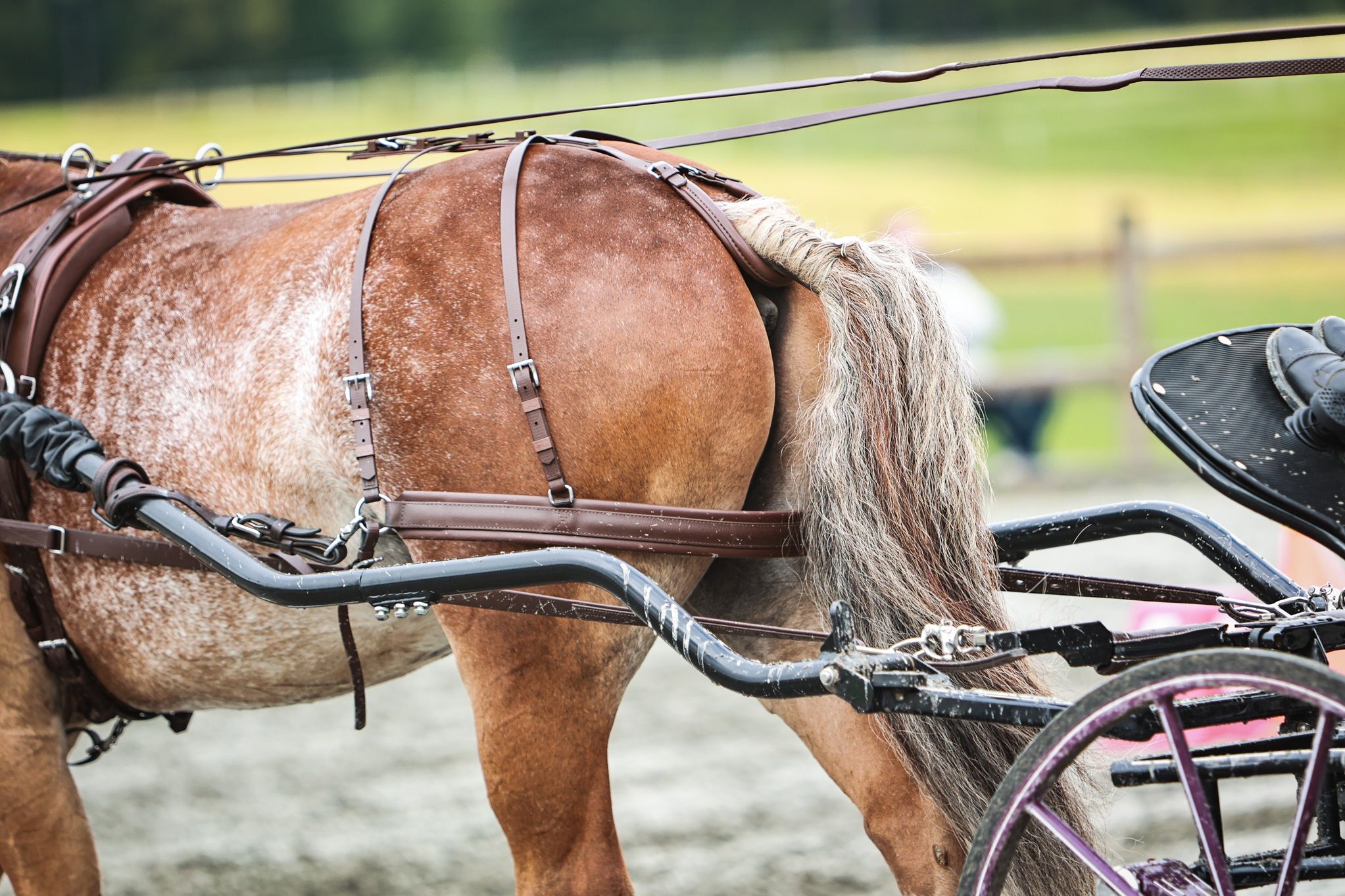 hest / Norges Rytterforbund / kjøring