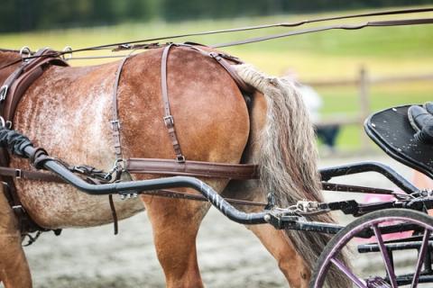 hest / Norges Rytterforbund / kjøring