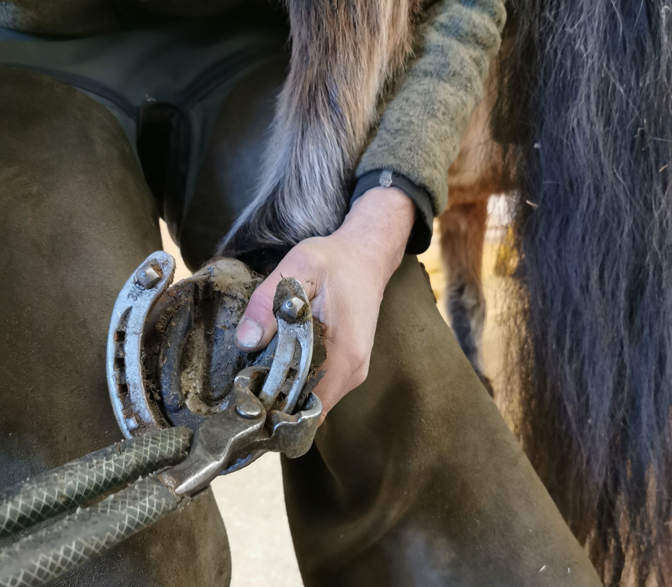 hest / Norges Rytterforbund / hovslager