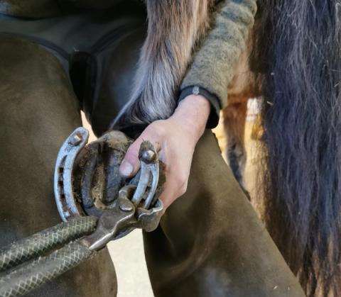 hest / Norges Rytterforbund / hovslager