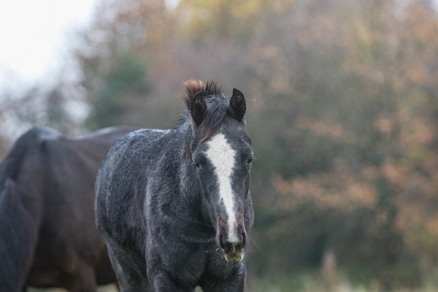 hest / føll / forskning / Norges Rytterforbund