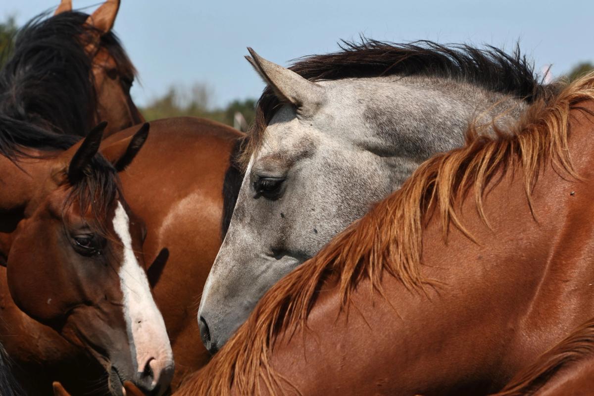 hest / Norges Rytterforbund
