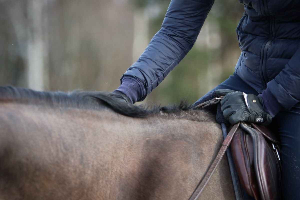 hest / Norges Rytterforbund