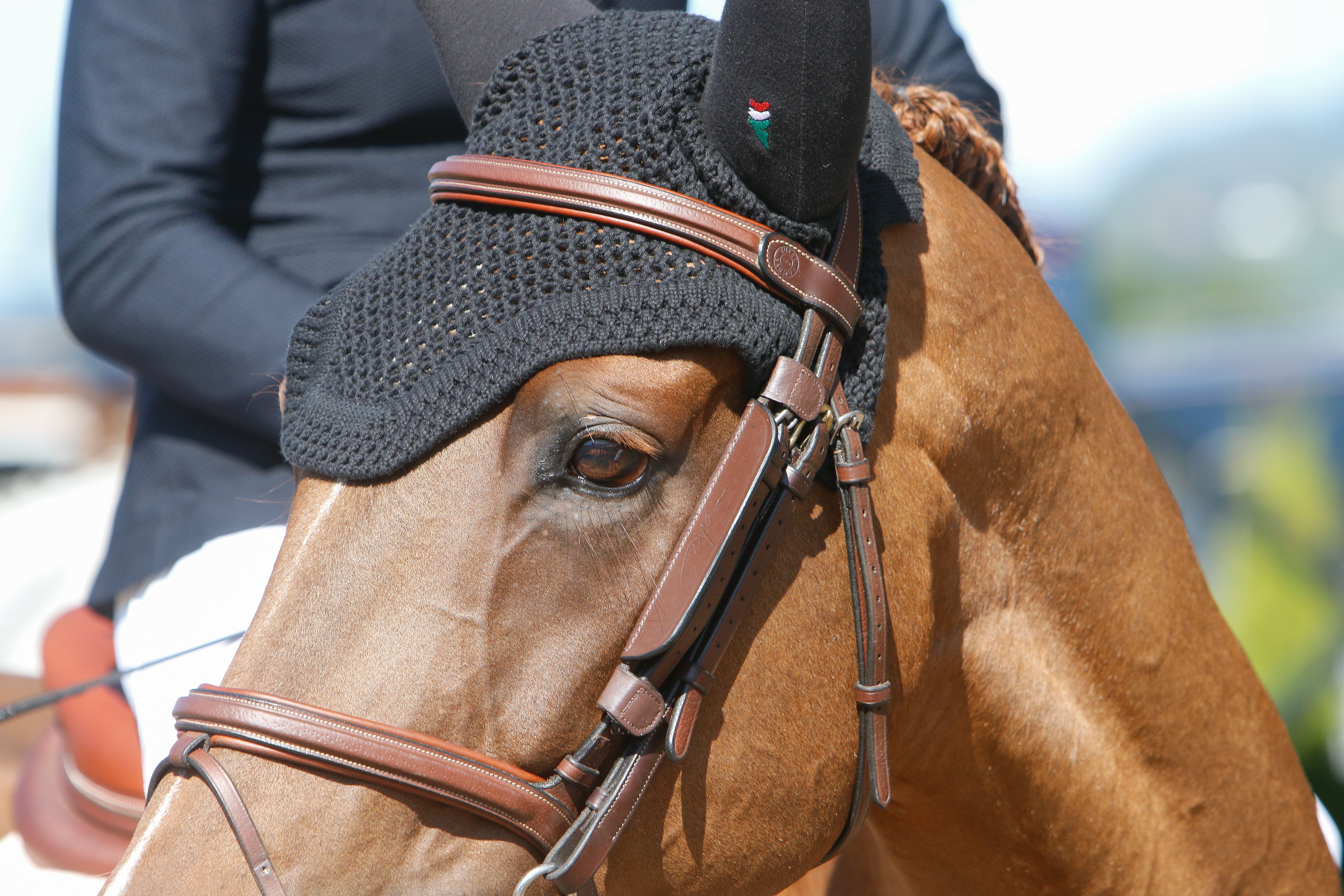 hest