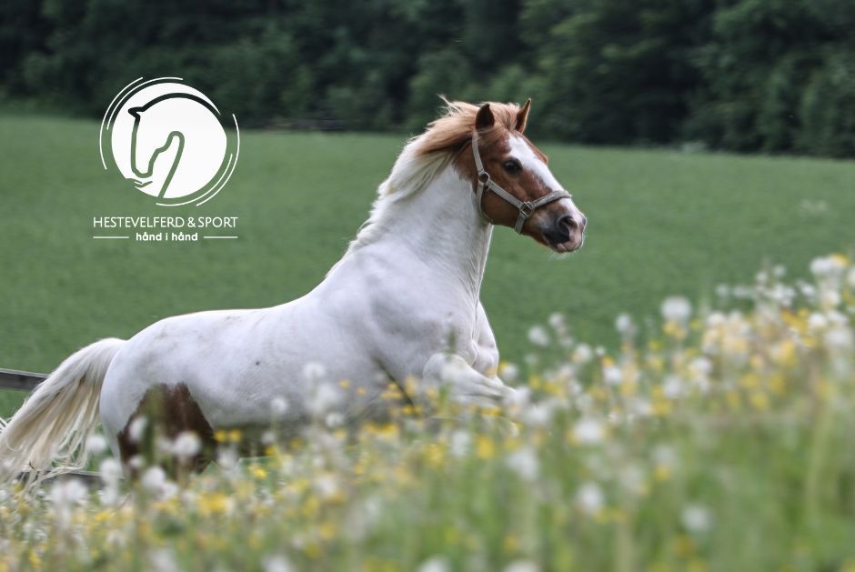  Norges Rytterforbund / hest / Hestevelferd for alle