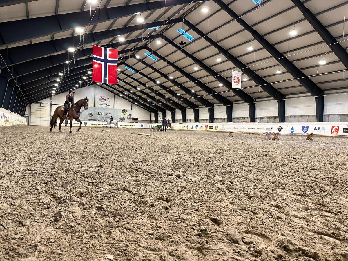 hest / stall / Norges Rytterforbund