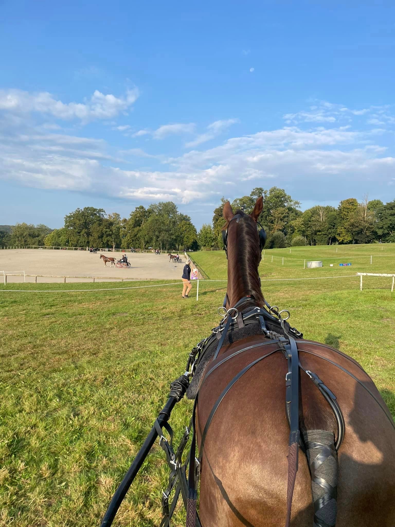 hest / Norges Rytterforbund