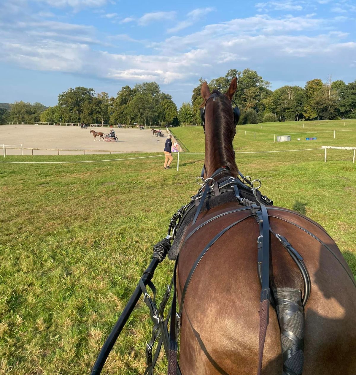 hest / Norges Rytterforbund