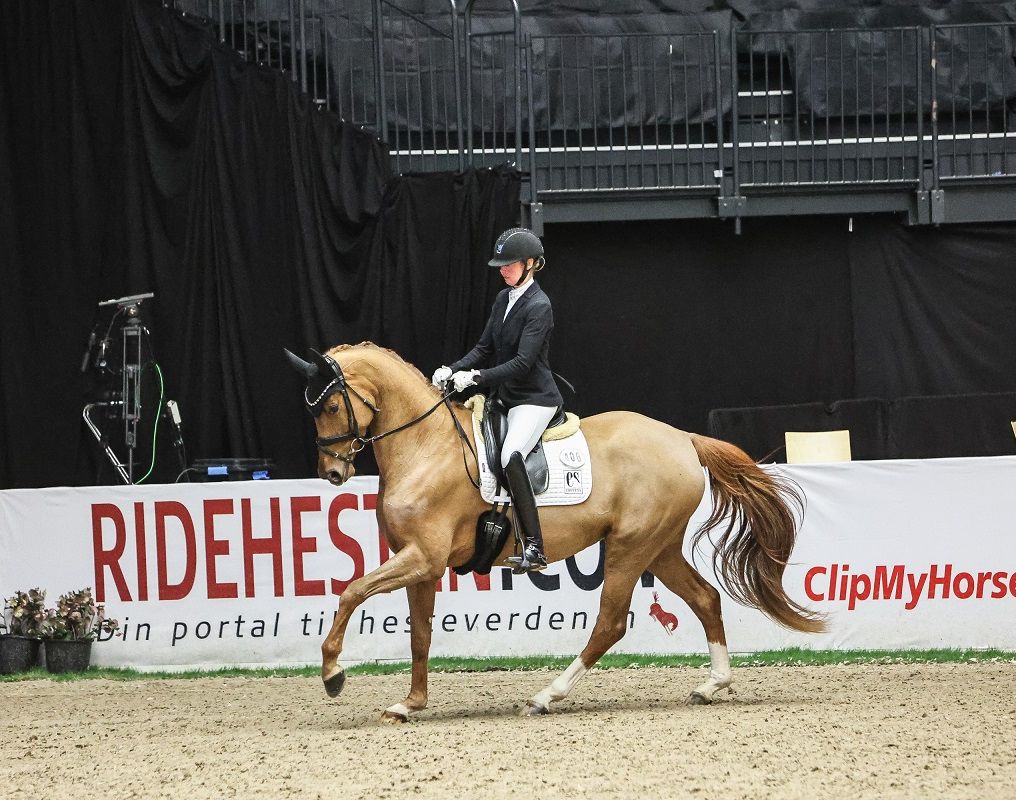 hest / Norges rytterforbund