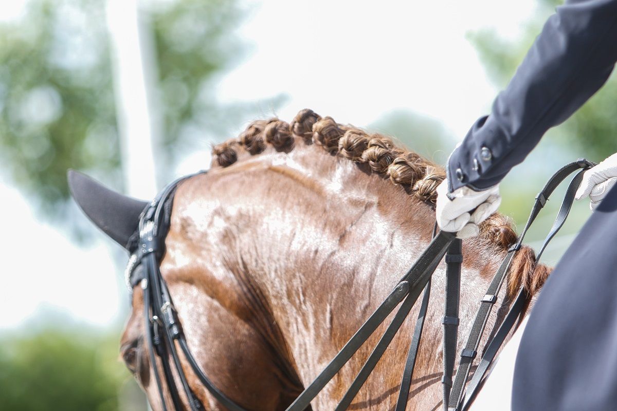 hest / Norges Rytterforbund