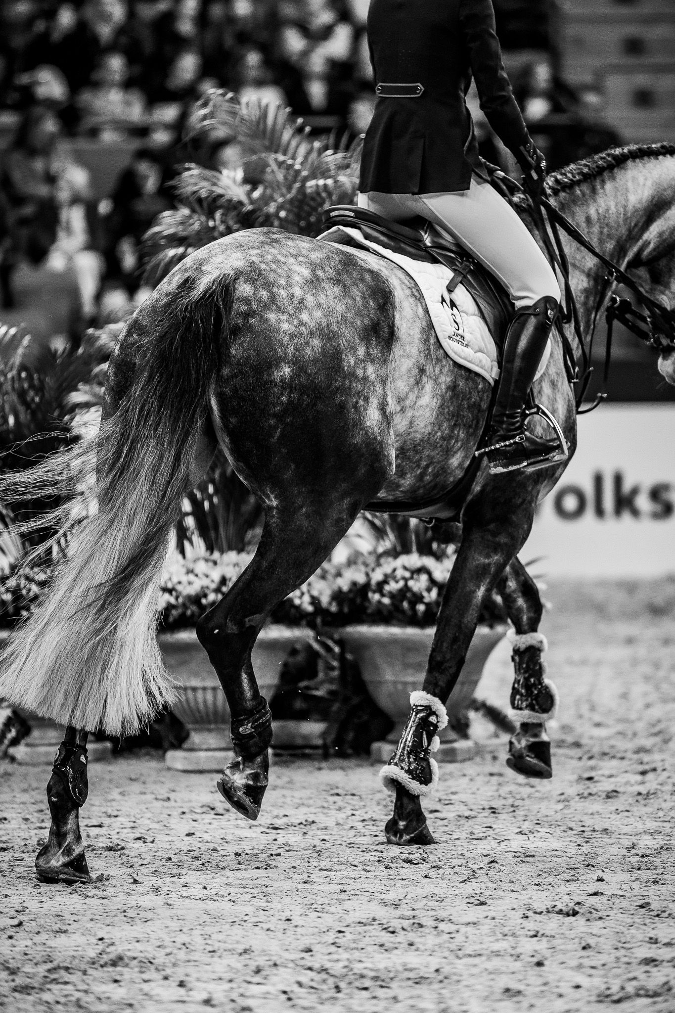 hest / Norges Rytterforbund /Marthe Helgestad