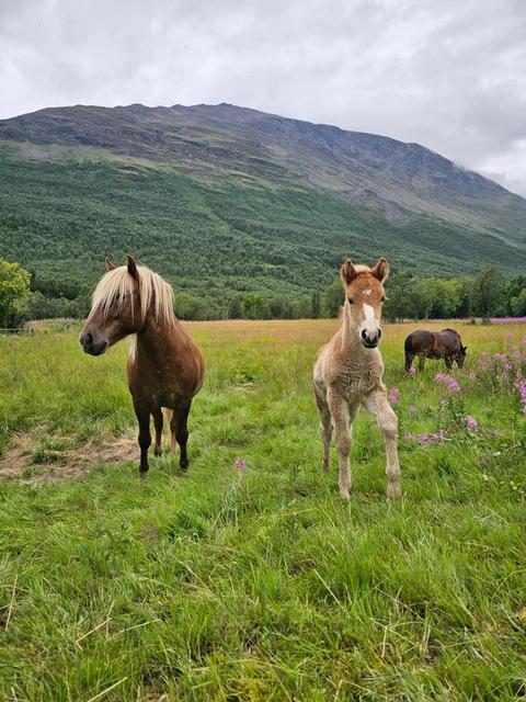 Klubbledermøte / Troms Rytterkrets / Rytterforbundet / NRYF