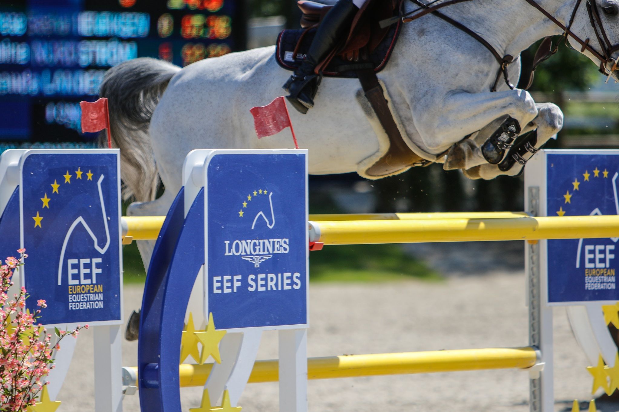 hest / Norges Rytterforbund