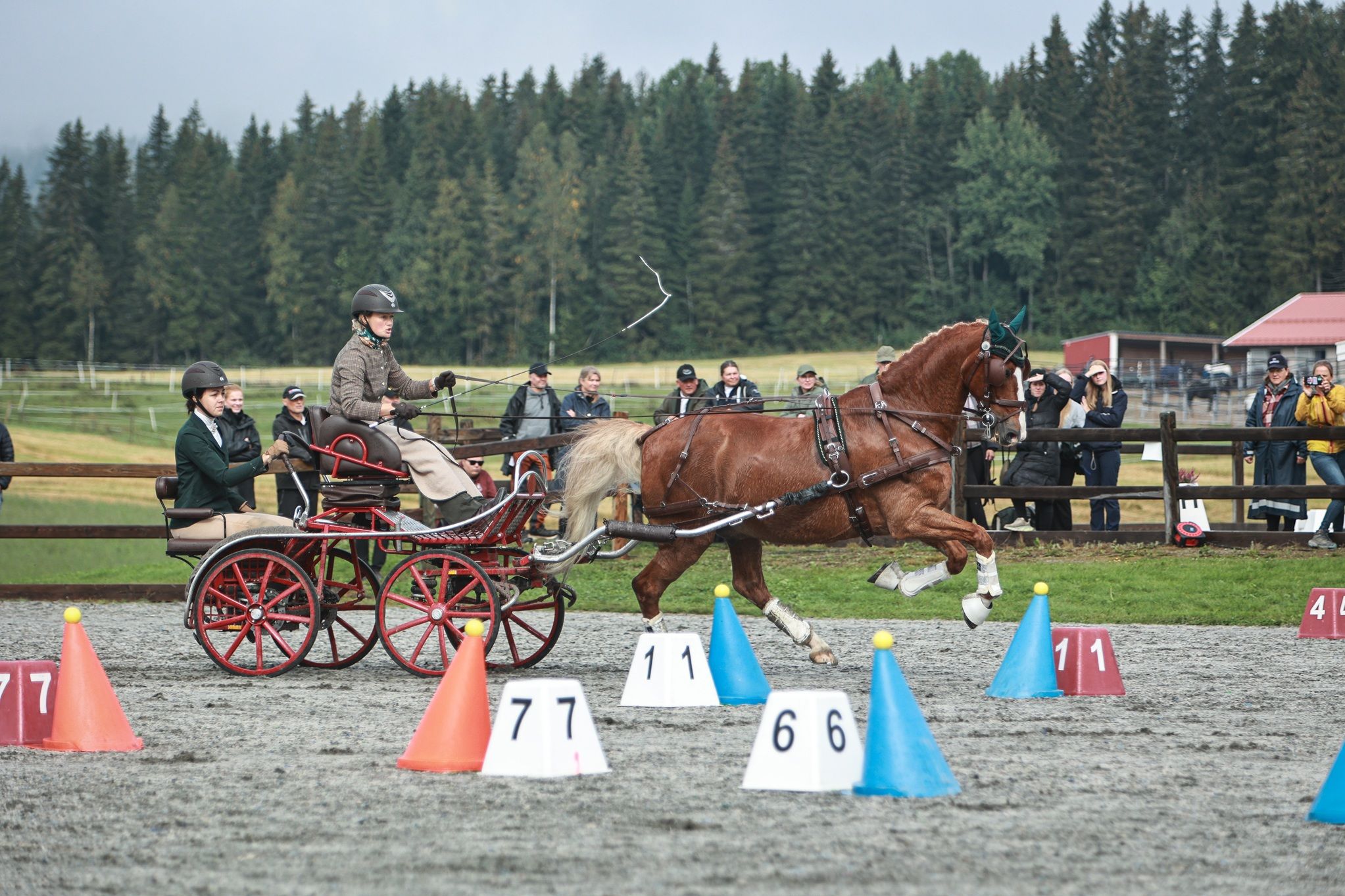 hest / Norges Rytterforbund / kjøring / Kristine Steine Sund