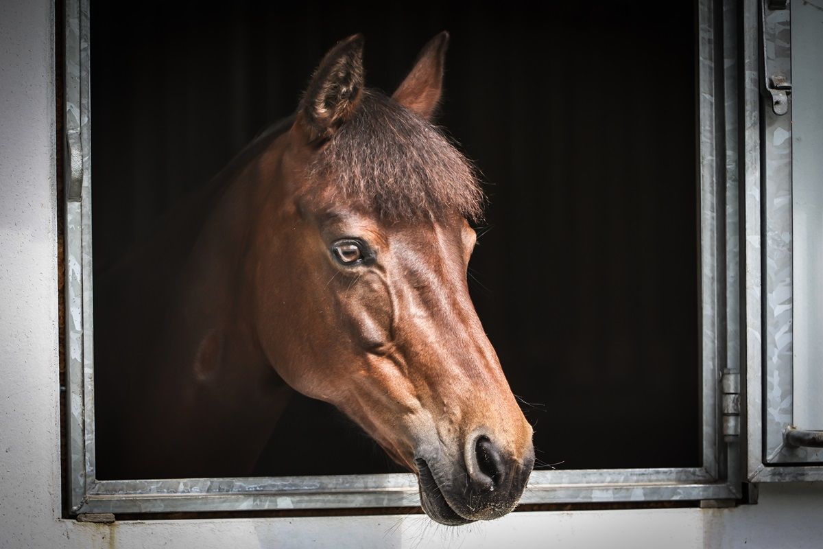hest / Norges rytterforbund