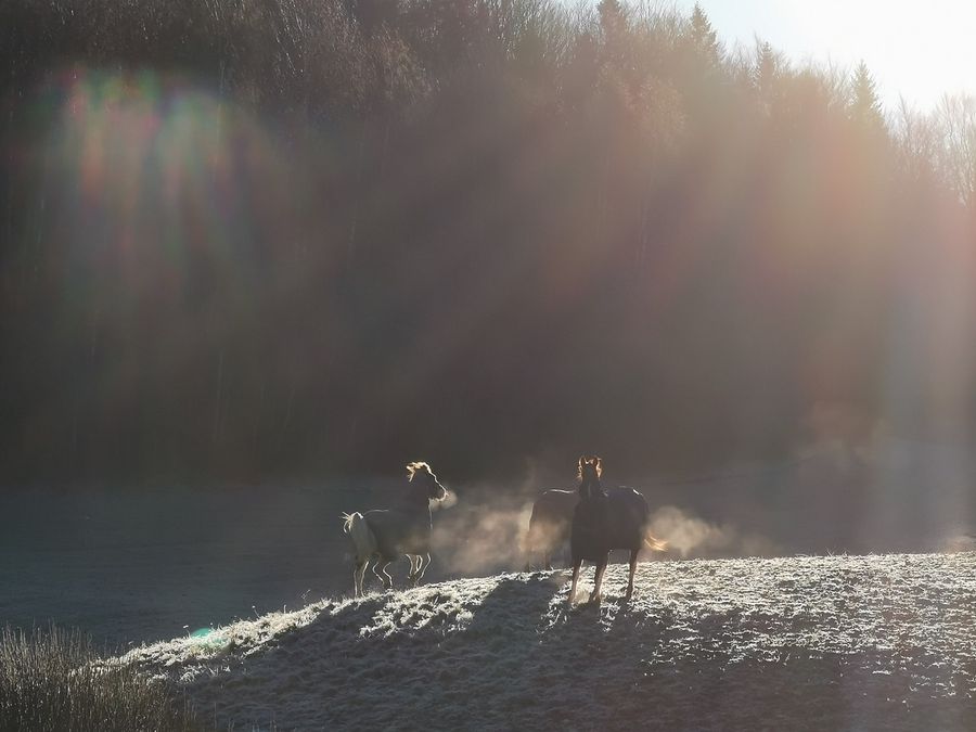 Hest / flokk / beite / Norges Rytterforbund