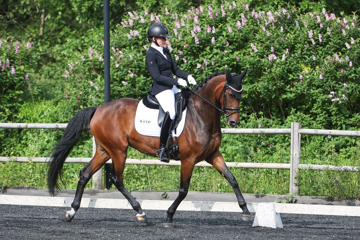 hest / Norges Rytterforbund