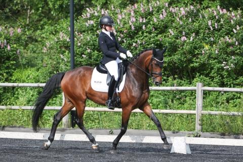 hest / Norges Rytterforbund