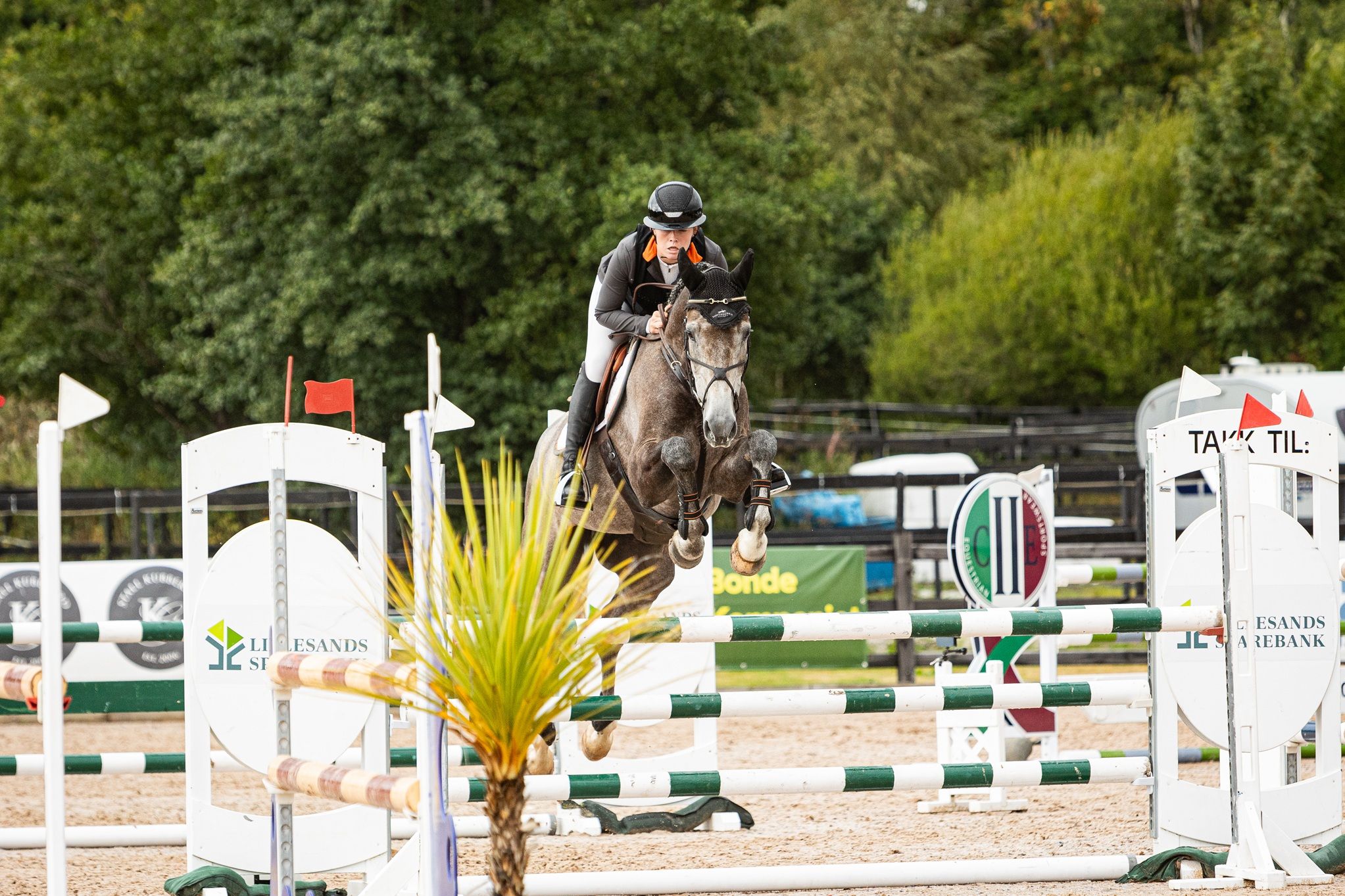 Stall Bergans representant Siri Endresen var på plass med flere unghester under årets Breeders-stevne. Blant annet loset hun fem år gamle Katrinelund Clara inn til seier i NRYF Youngster Tour for femårs, mens det ble delt andre med skimmelen Quinto i Breeders Open for femårs. (Foto: NRYF)