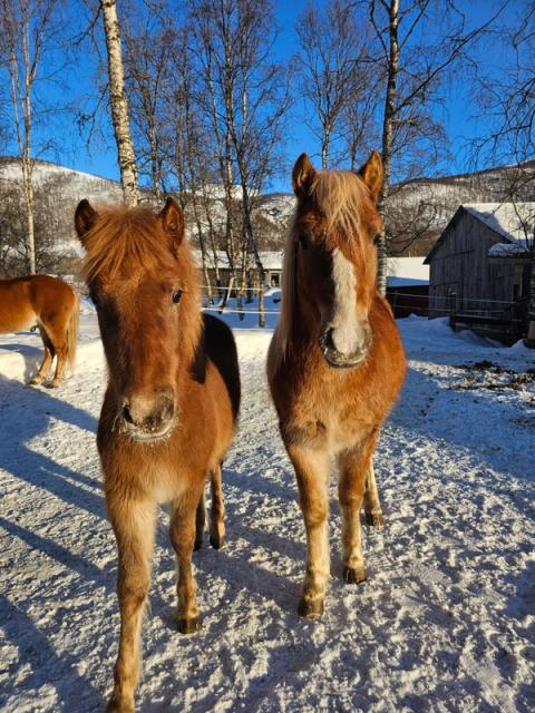 TRYK / Tromsø Rytterkrets / NRYF