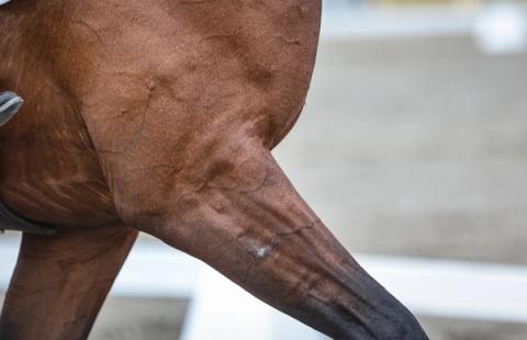 hest / Norges Rytterforbund