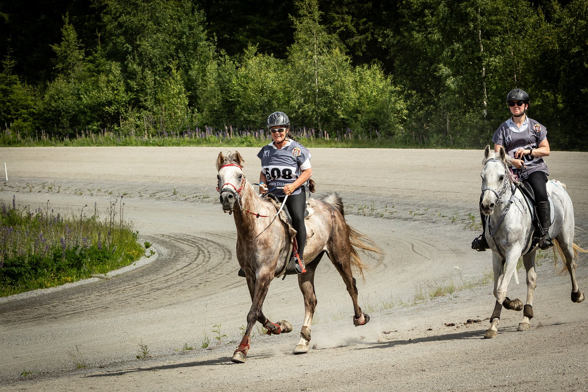 hest / Norges Rytterforbund / distanse