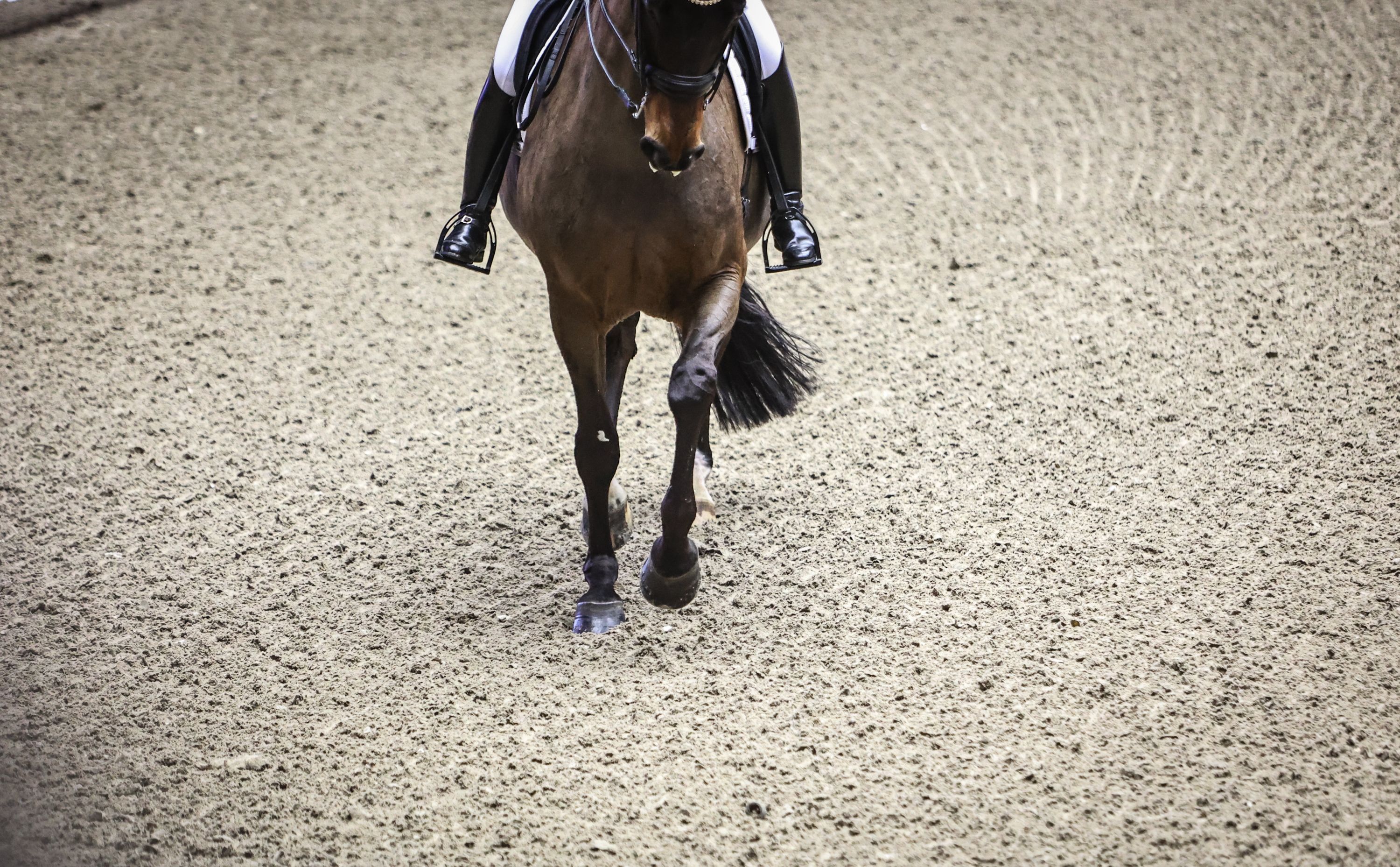 hest / Norges Rytterforbund