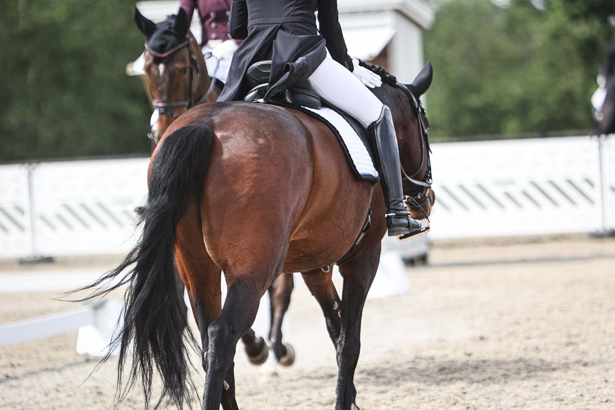 hest / Norges Rytterforbund 