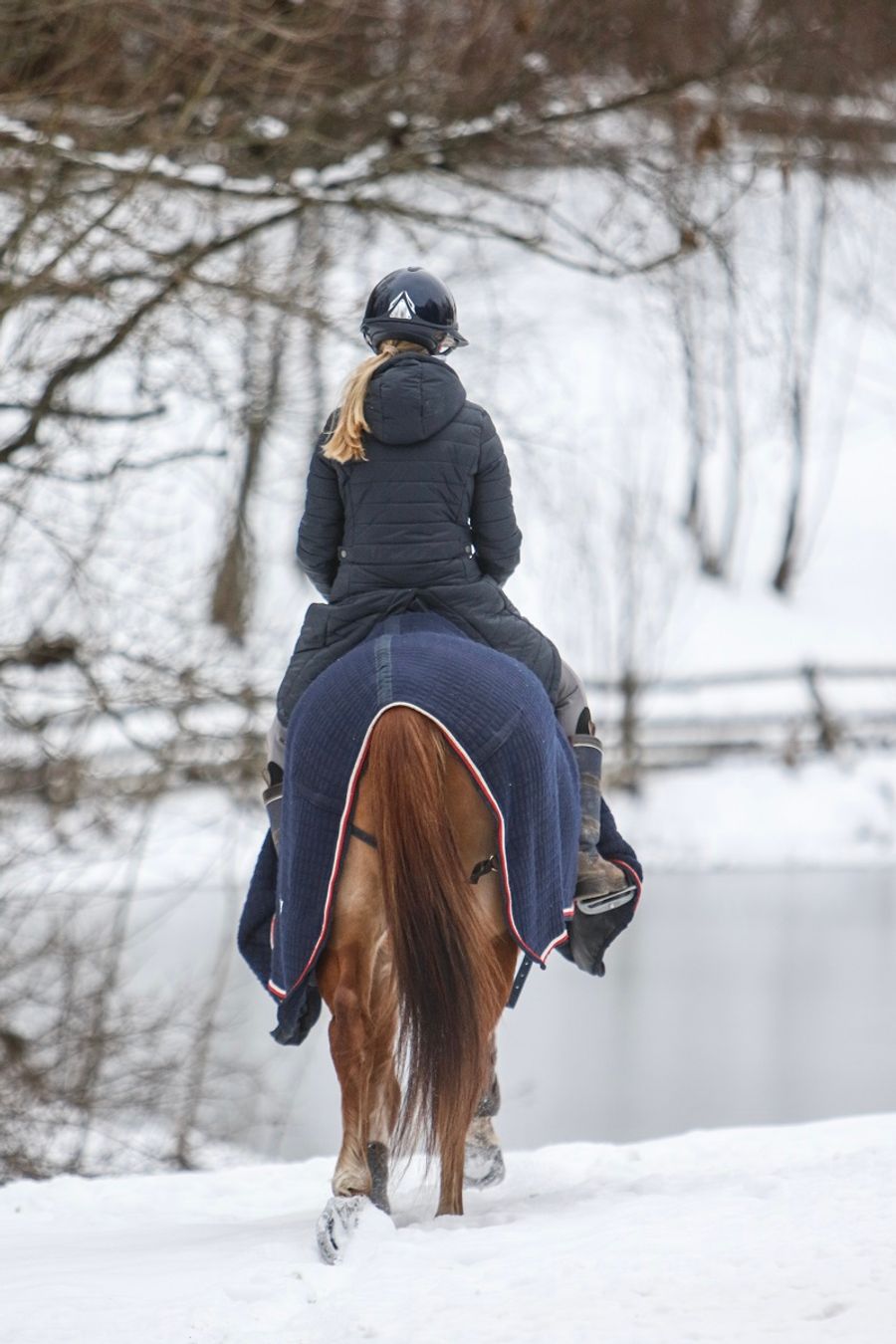 hest / Norges Rytterforbund