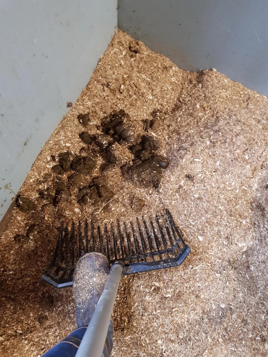 møkke / hest / møkking / smitte / smittevern / Norges Rytterforbund