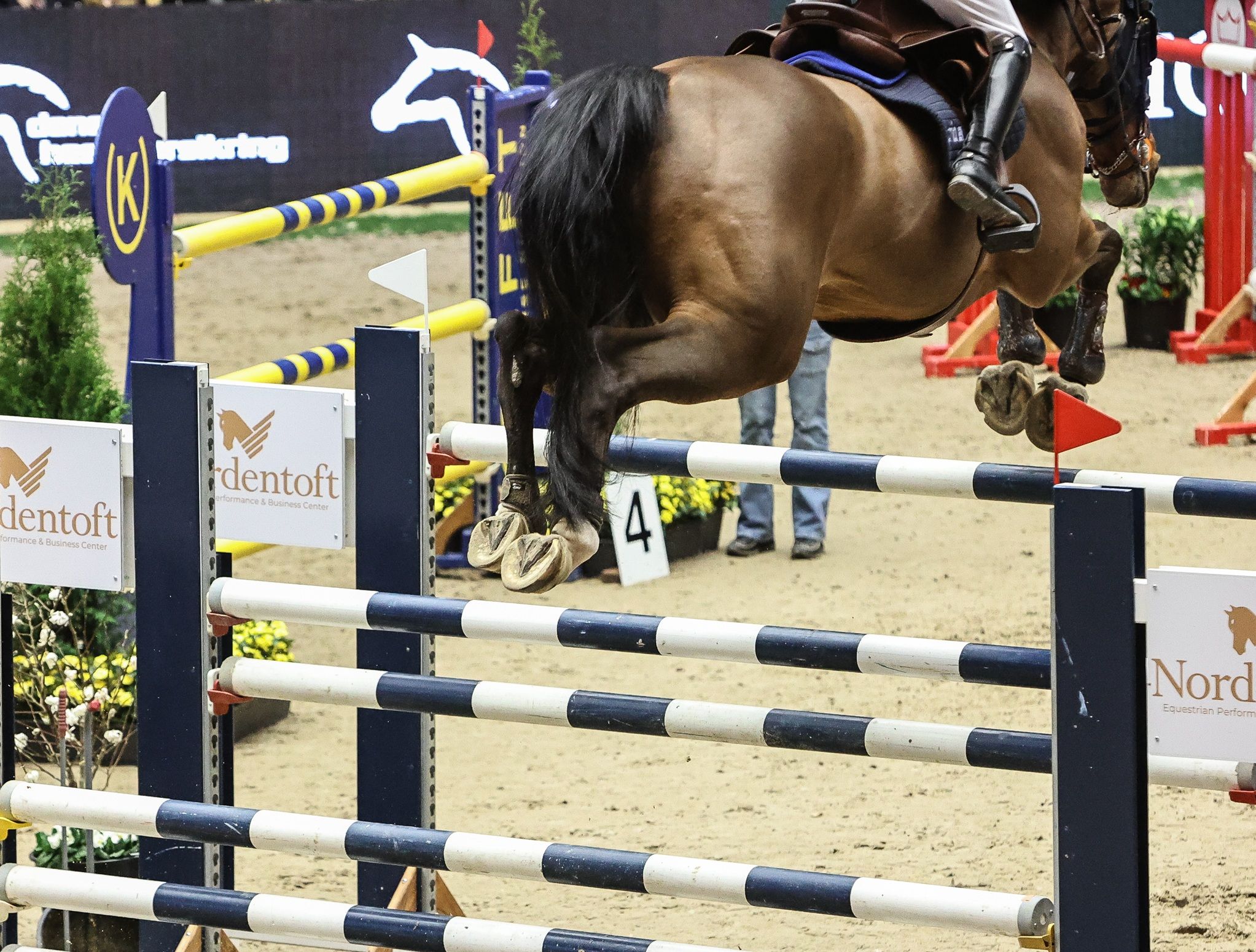 hest / Norges Rytterforbund 