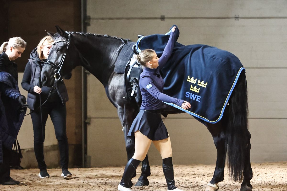 hest / Norges Rytterforbund / voltige