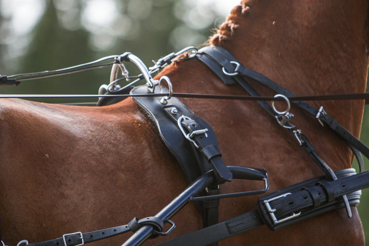 hest / Norges Rytterforbund