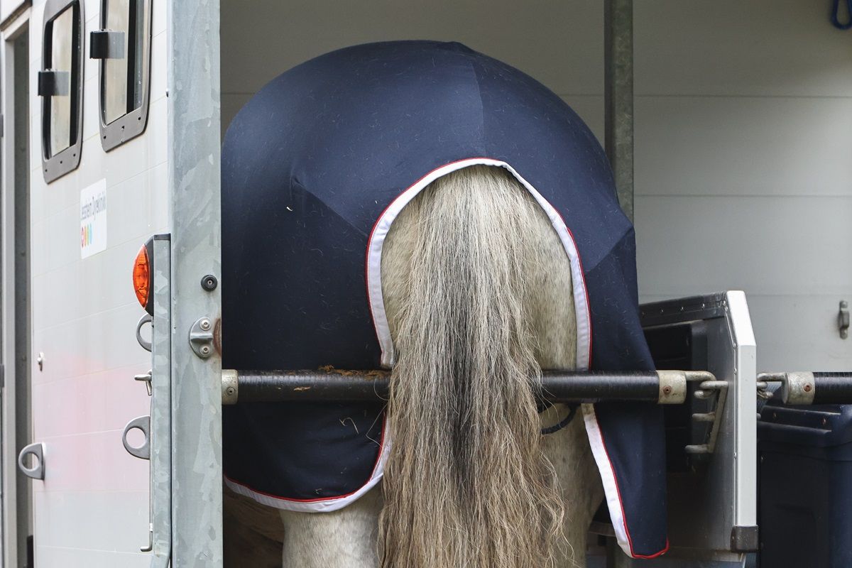 hest / Norges Rytterforbund