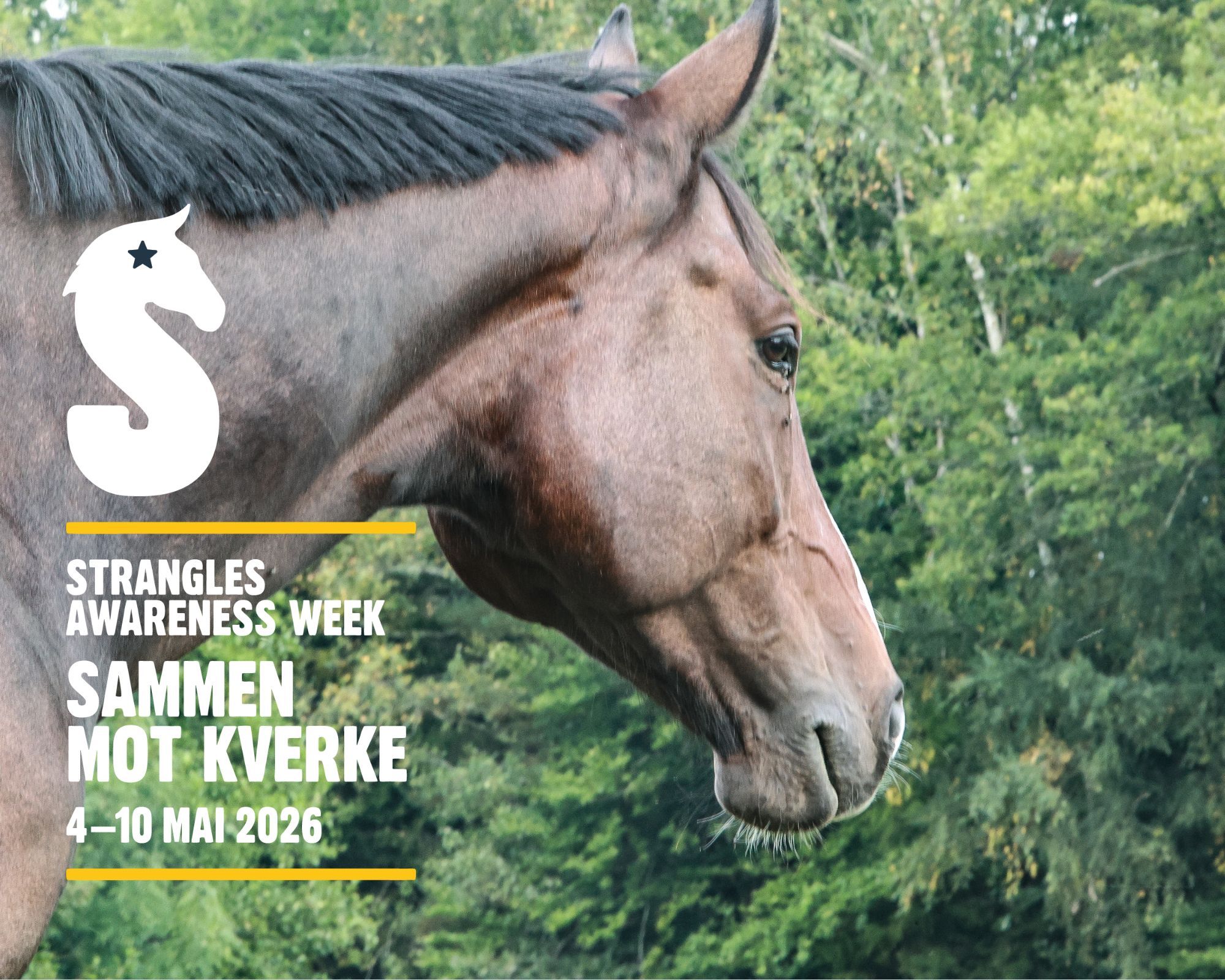 hest / Norges Rytterforbund / Sammen mot kverke / Strangles Awareness Week