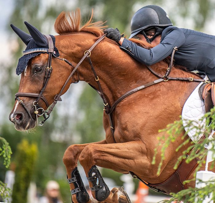 hest / Norges Rytterforbund