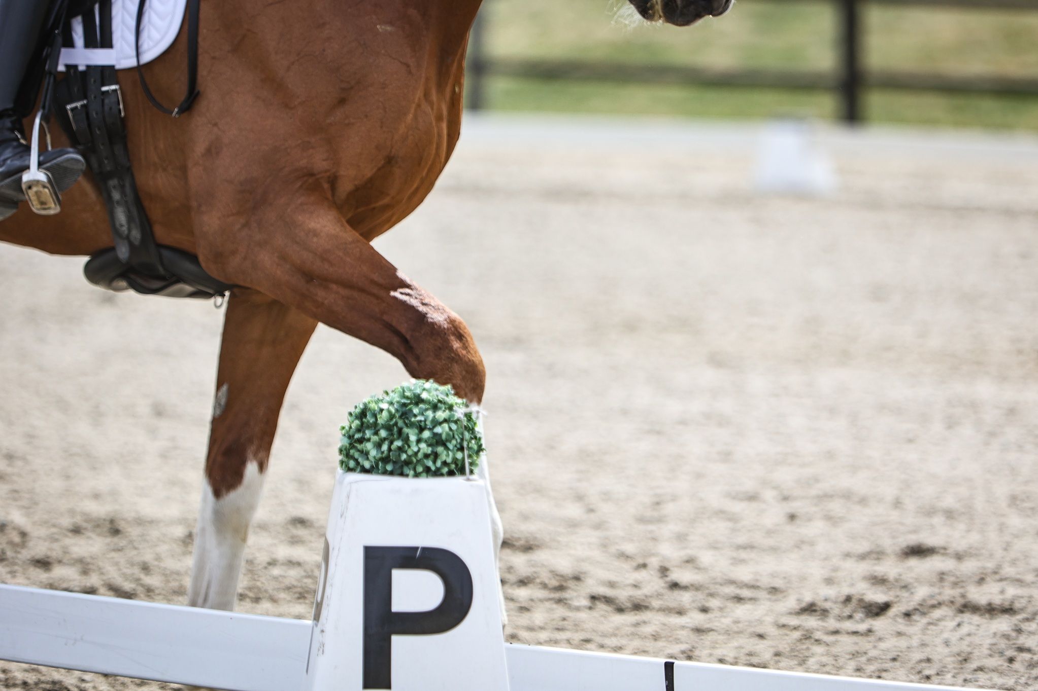 hest / Norges Rytterforbund / Landsmesterskap / dressur