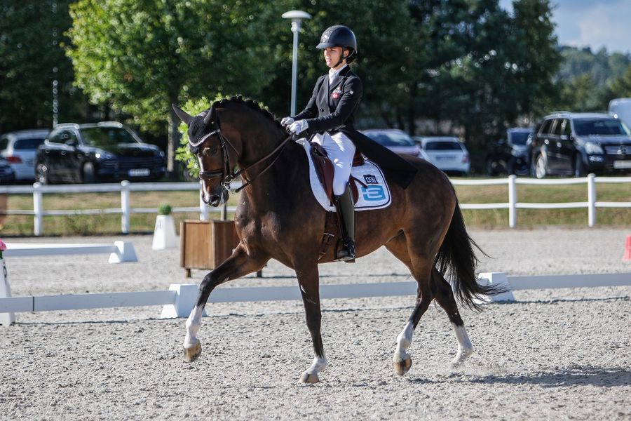 hest / Norges Rytterforbund