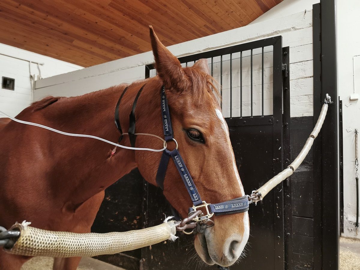 hest / Norges Rytterforbund