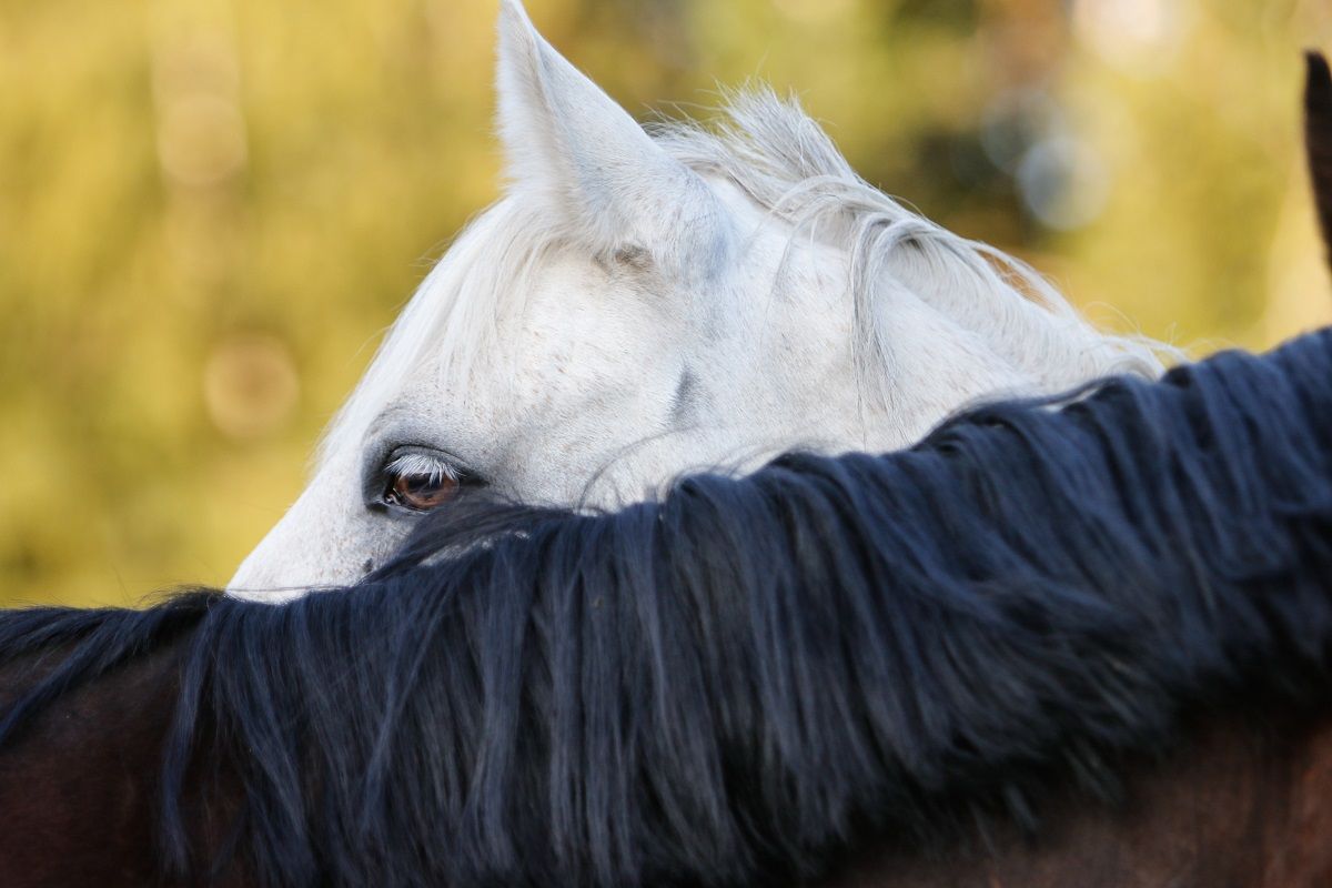 hest / Norges Rytterforbund