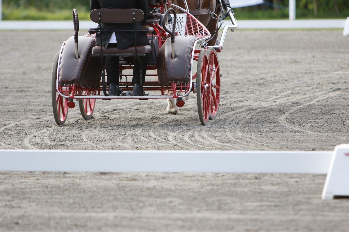 hest / Norges Rytterforbund / kjøring