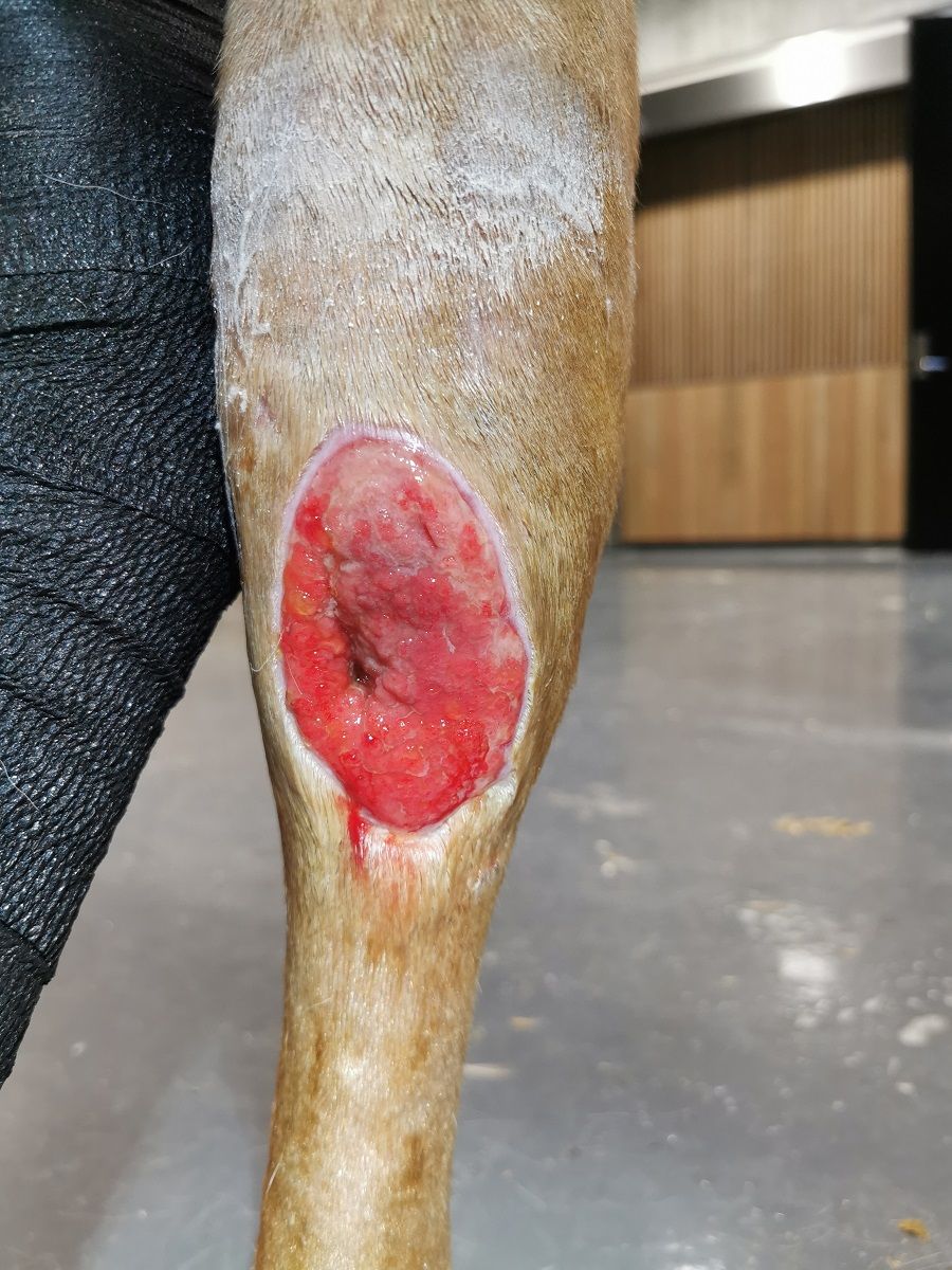 hest / sår / skade / veterinær / Norges Rytterforbund