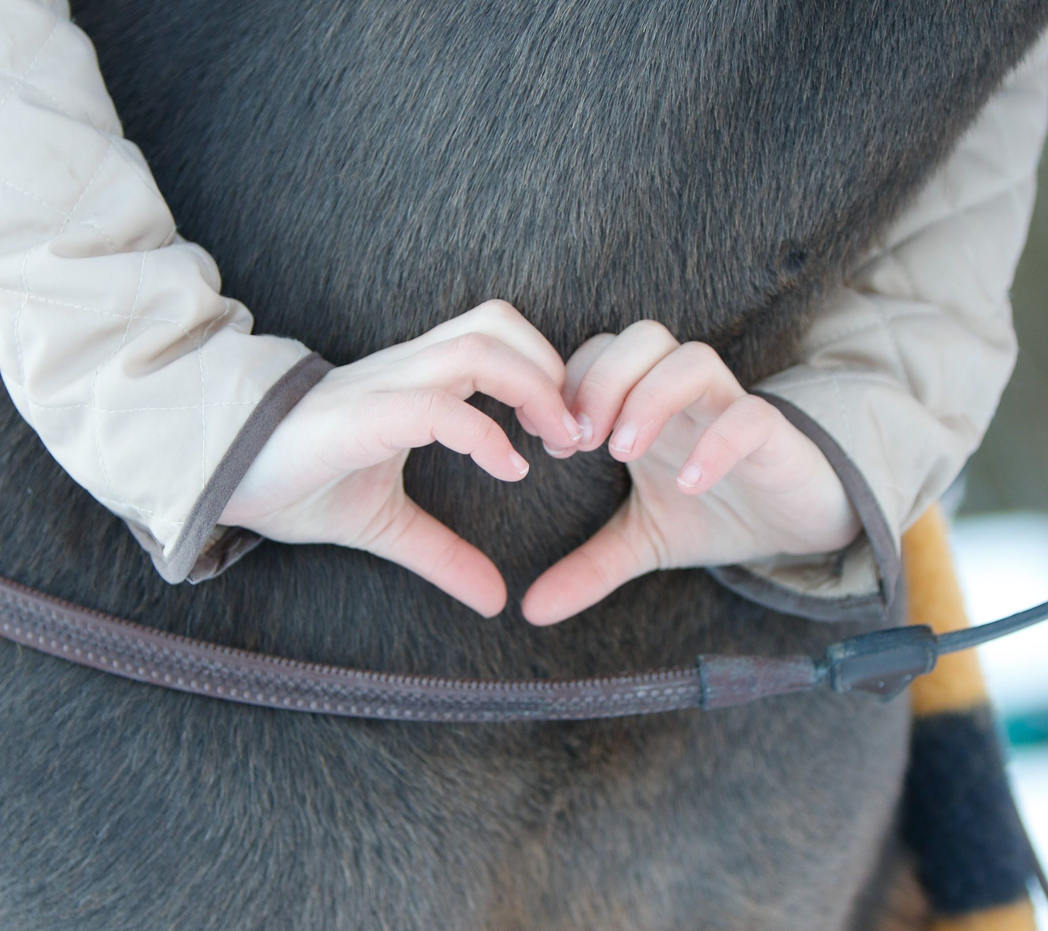 hest / Norges Rytterforbund