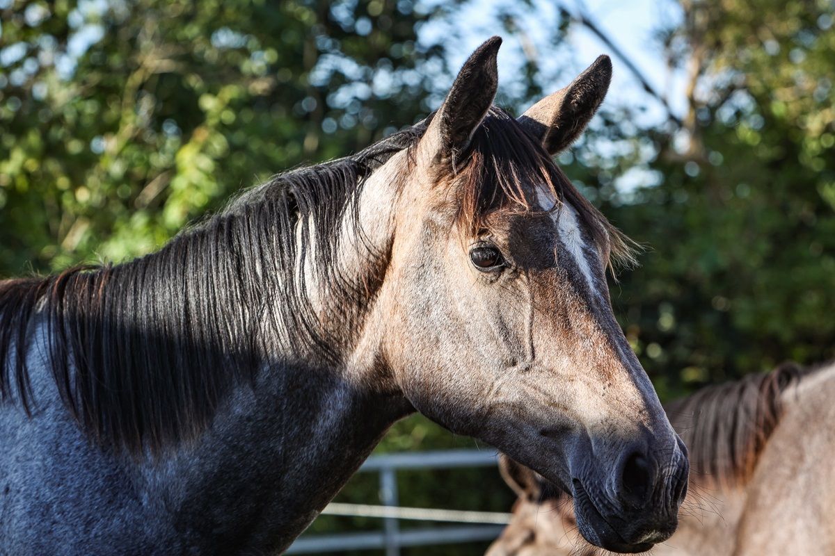 hest / Norges Rytterforbund