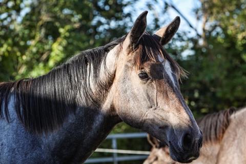 hest / Norges Rytterforbund