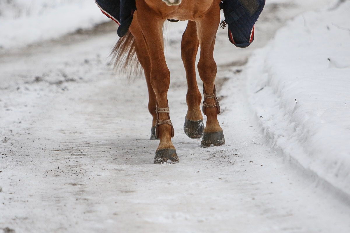 hest / Norges Rytterforbund