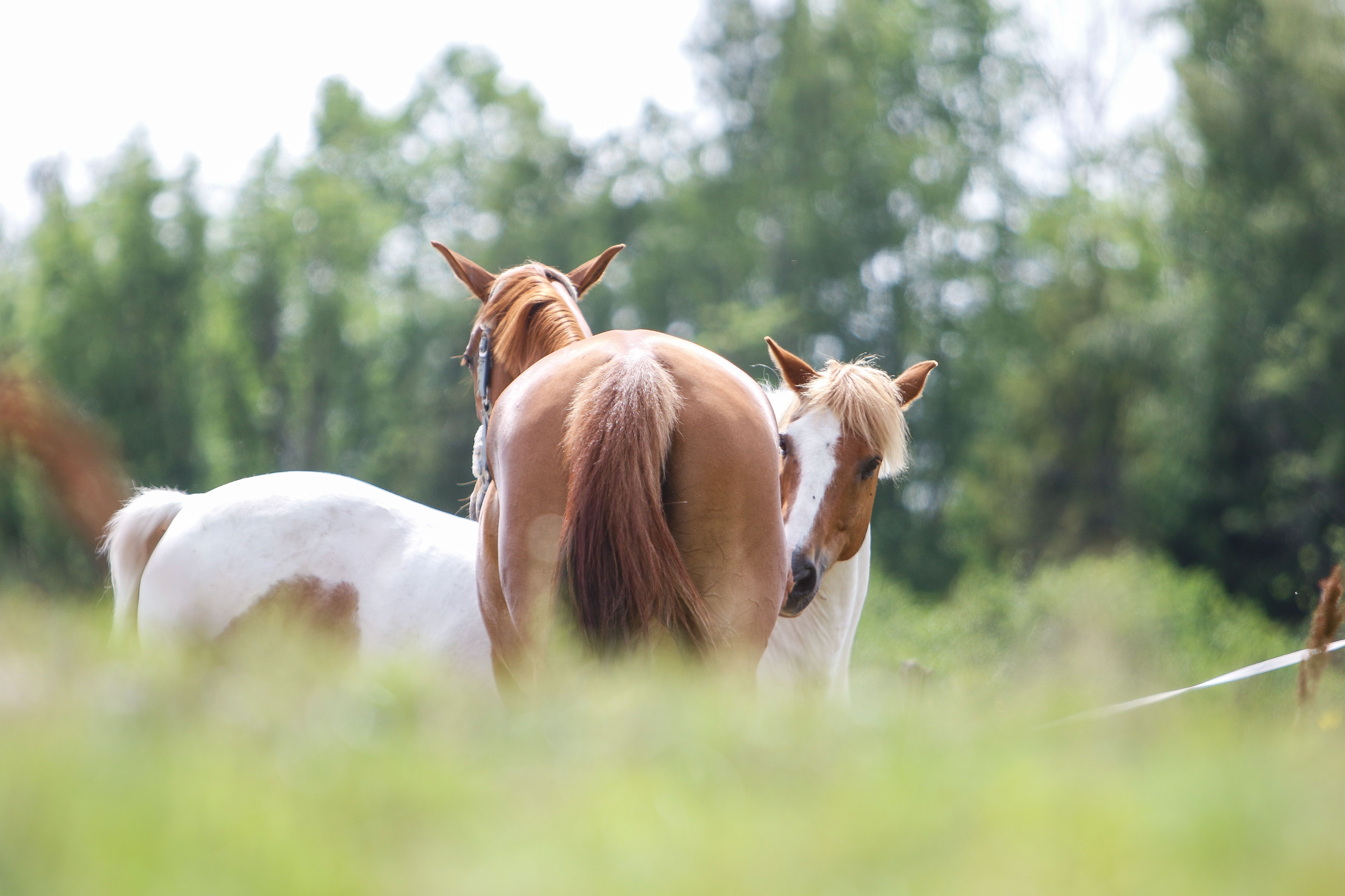 hest flokk