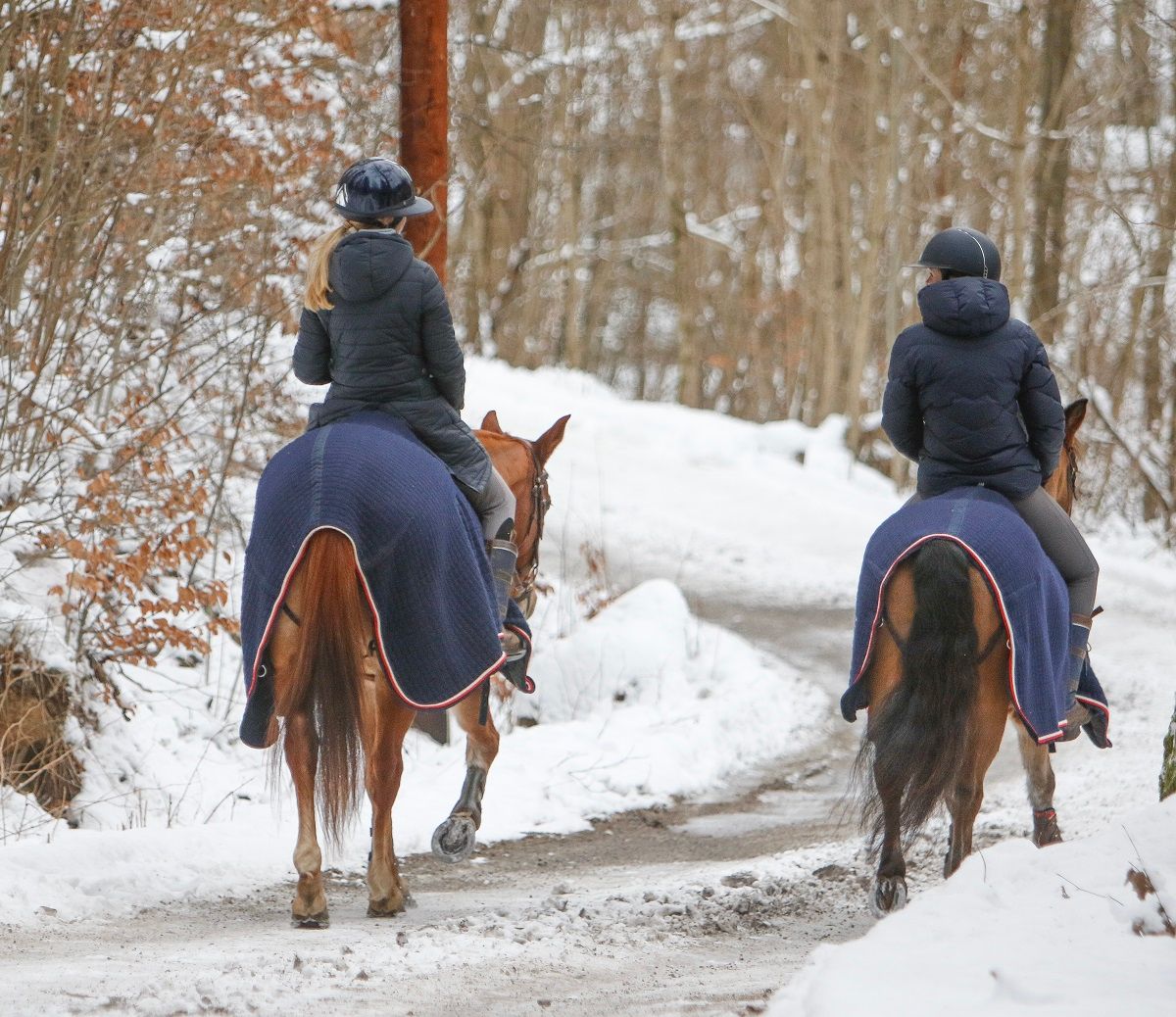 Hest / Norges Rytterforbund