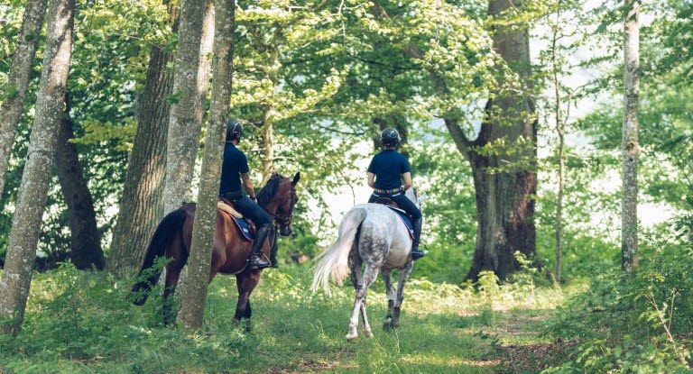 hest / Norges Rytterforbund